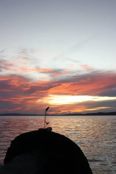 Öğleden sonra kumsalda bir çiçeğin görüntüsü. Gün batımında bulutların ve gökyüzünün güzel manzarası.