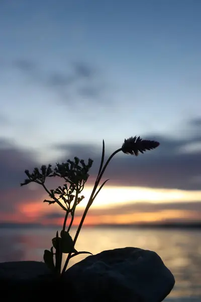 Öğleden sonra kumsalda bir çiçeğin görüntüsü. Gün batımında bulutların ve gökyüzünün güzel manzarası.