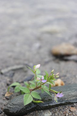 Plajdaki mor çiçeklerin estetik görüntüsü