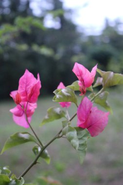 Sarı çiçeklerin estetik görüntüsü çok güzel. Sakin bulutlar ve gökyüzü manzaralı.