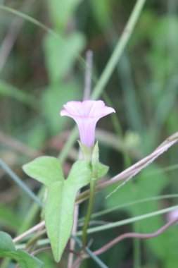Sarı çiçeklerin estetik görüntüsü çok güzel. Sakin bulutlar ve gökyüzü manzaralı.