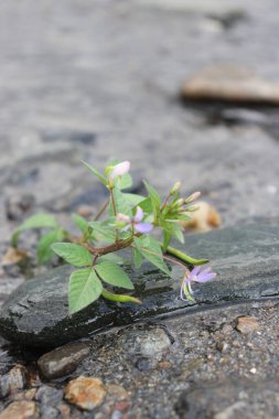Sarı çiçeklerin estetik görüntüsü, sakin bulutlar ve gökyüzü manzaralı bahçede çok güzeldir.