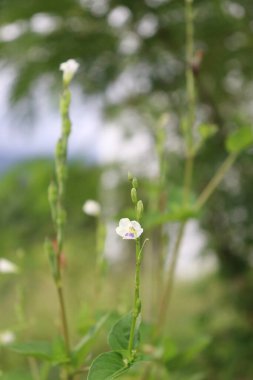 Beyaz çiçeklerin estetik görüntüsü, sakin bulutlar ve gökyüzü manzaralı bahçede çok güzeldir.
