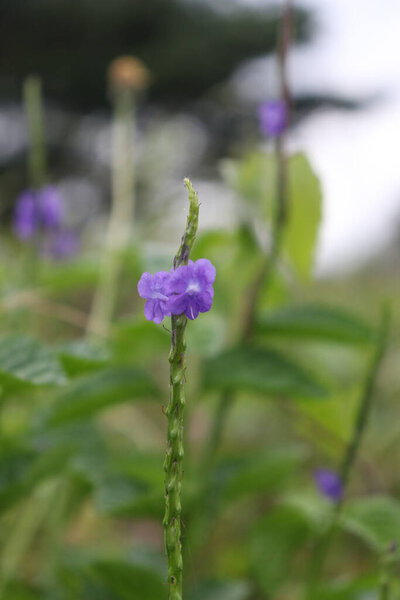 Aesthetic picture of purple flowers with a view of clouds and a calm sky in the morning