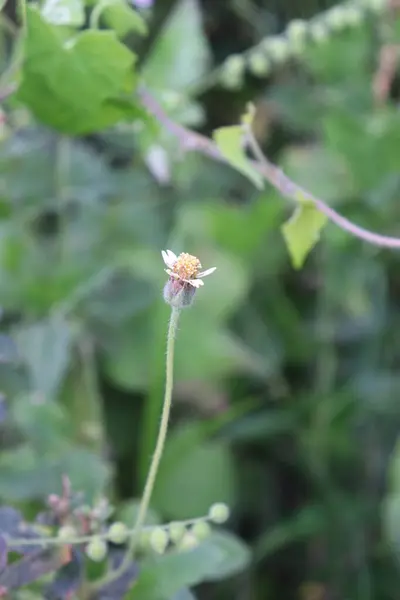 Sarı çiçeklerin estetik görüntüsü, sakin bulutlar ve gökyüzü manzaralı bahçede çok güzeldir.
