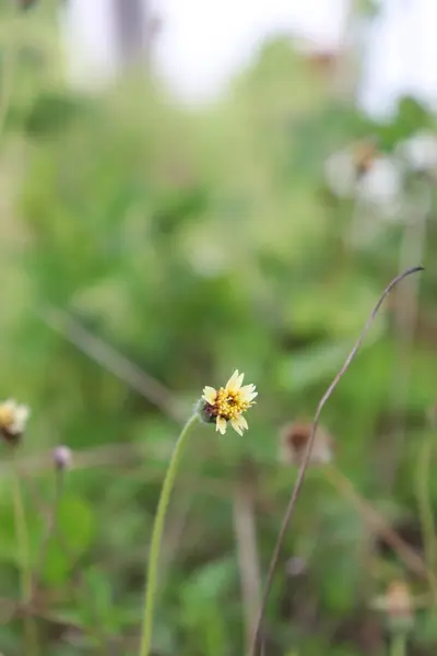 Sarı çiçeklerin estetik görüntüsü, sakin bulutlar ve gökyüzü manzaralı bahçede çok güzeldir.