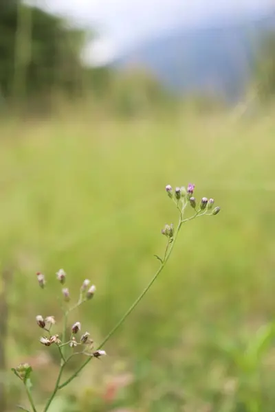 Yaprakların estetik görüntüsü bahçedeki bulutlar ve sakin gökyüzü ile çok güzel.