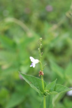 Bahçede güzel açan beyaz çiçeklerin estetik görüntüsü