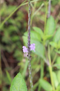 Bahçede güzel açan mor çiçeklerin estetik görüntüsü