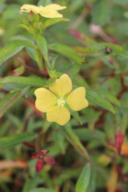 Bahçede güzel açan sarı çiçeklerin estetik görüntüsü