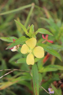 Bahçede güzel açan sarı çiçeklerin estetik görüntüsü