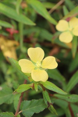 Bahçede güzel açan sarı çiçeklerin estetik görüntüsü