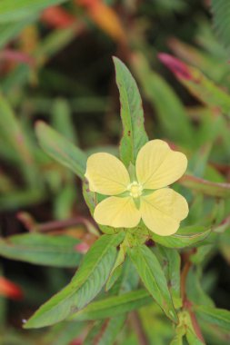 Bahçede güzel açan sarı çiçeklerin estetik görüntüsü