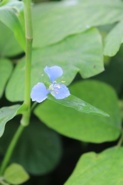 Bahçede güzel açan mor çiçeklerin estetik görüntüsü