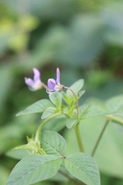 Bahçede güzel açan mor çiçeklerin estetik görüntüsü