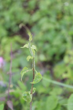 Bahçede çiçek açan güzel yeşil yaprakların estetik görüntüsü