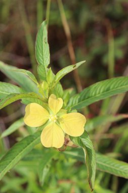 Bahçede güzel açan sarı çiçeklerin estetik görüntüsü