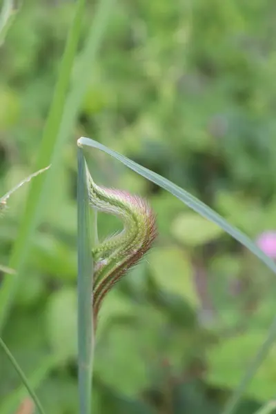Bahçede çiçek açan güzel yeşil yaprakların estetik görüntüsü