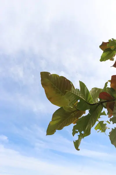 Bulutlar ve açık gökyüzü manzaralı güzel yeşil yaprakların estetik görüntüsü