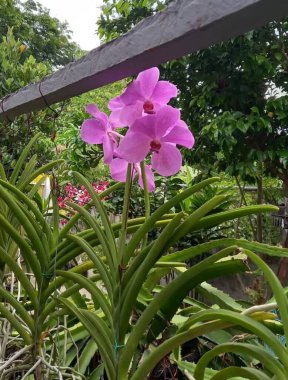 Çiçek saksılarındaki pembe çiçekler ev bahçesinde güzel çiçek açıyor..