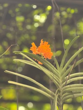 Bahçedeki saksılarda ve çiçek bahçesinde açan güzel çiçekler.