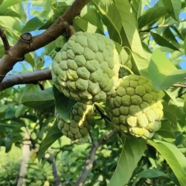 Jackfruit vitamin bakımından zengin ve yemek için lezzetlidir..