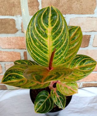 Bahçedeki saksıda çiçek açan yapraklar.