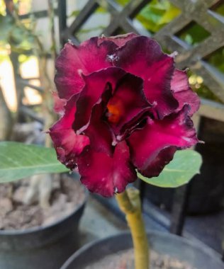 Çiçek saksılarındaki kırmızı çiçekler ev bahçesinde güzel çiçek açıyor.