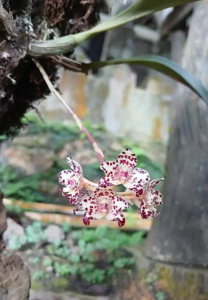 Bahçedeki saksıda çiçek açan yapraklar.
