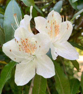 Bahçedeki saksılarda çiçek açan güzel çiçekler