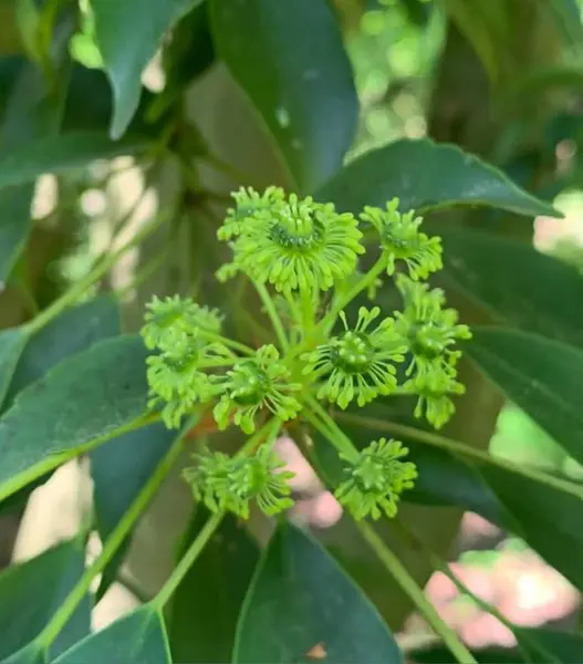 Bahçedeki saksılarda çiçek açan güzel çiçekler