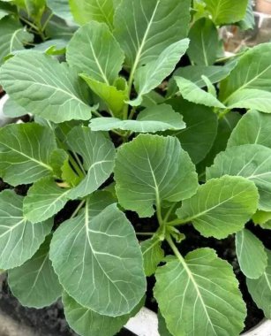 Yemesi lezzetli yeşil sebzeler.