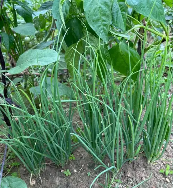 Yemesi lezzetli yeşil sebzeler.