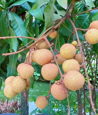 Longan meyvesi çok lezzetlidir.