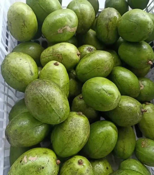 Taze kedondong meyvesi yemek için lezzetlidir.