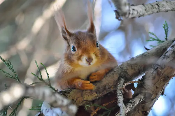 bir sincap dal portresi