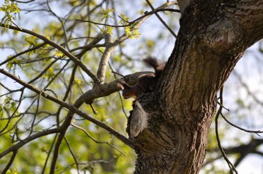 Ağaçtaki bir sincap
