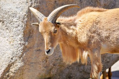Berberi koyunu yakın çekim
