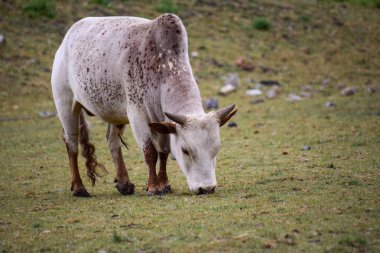 Otlakta beyaz bir boğa