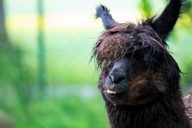 Arka planda bulanık siyah alpaka ile yakın çekim.