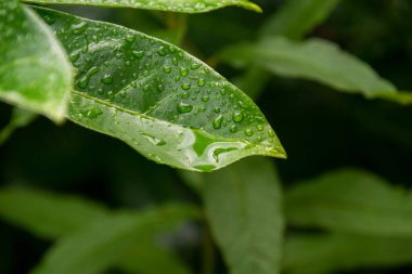 Yaprağın üzerindeki su damlaları