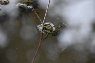 Gölette bir kurbağa.