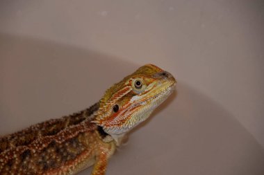 Küvette sakallı ejderha