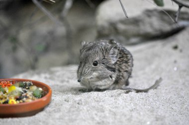 Kuzey Afrika fil faresi