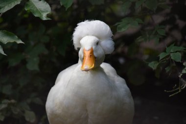 Armalı (ördek cins) - yakın plan