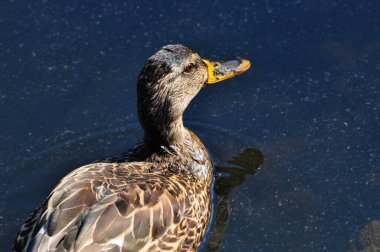Parkta yüzen bir ördek
