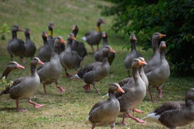 Çimenlerdeki kazlar