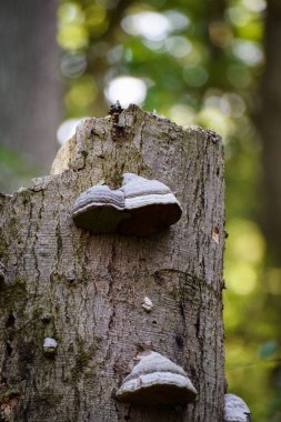 Ağaç gövdesindeki mantarı kapat