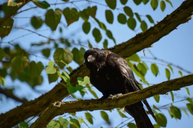Ağaç dalındaki siyah karga
