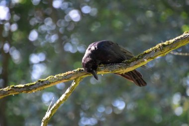 Ağaç dalındaki siyah karga